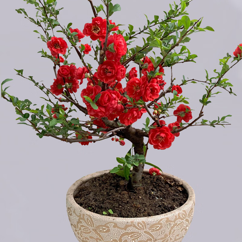 行湘  长寿冠海棠盆栽盆景植物阳台庭院花卉绿植物盆景  长寿冠海棠