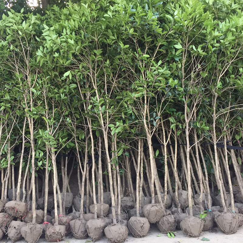 翔意桂花树苗四季桂大型高杆八月桂地栽花卉庭院绿化植物室内外风景树