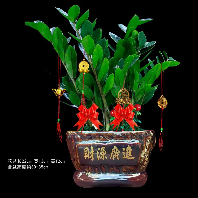 室内客厅摇钱树乔迁开业送礼绿植发财树四季常青 金钱树 财源广进款盆
