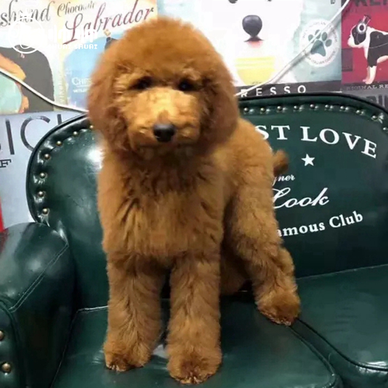 帅帅名宠北京犬舍纯种巨型贵宾犬红贵宾花巨贵 巨贵