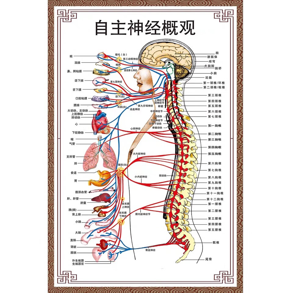 图展板医院布置海报 自主神经感观 相纸厚/背面无胶40*60厘米=24寸