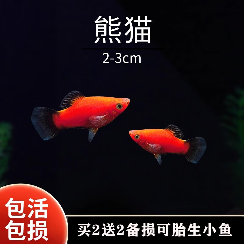 小型好养活小鱼热带鱼米奇胎生鱼观赏鱼 月光熊猫2-3cm条4条(2条防损)