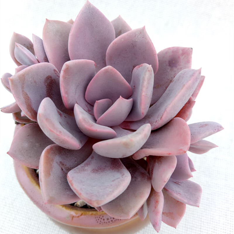 耘沫胭多肉植物造型小老桩盆景办公室内萌肉肉 黛比小桩子5厘米 裸根