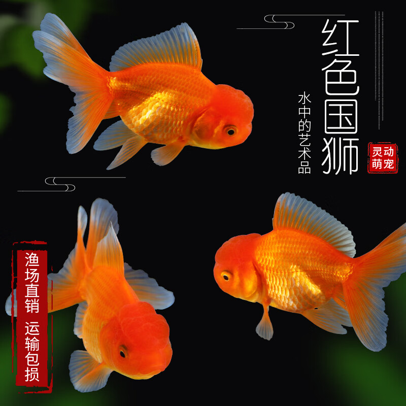 观赏鱼金鱼活鱼金鱼活体淡水冷水好养小型锦鲤鱼锦鲫鱼草金鱼05 07红色狮头2条 参数详情评论 聚折扣