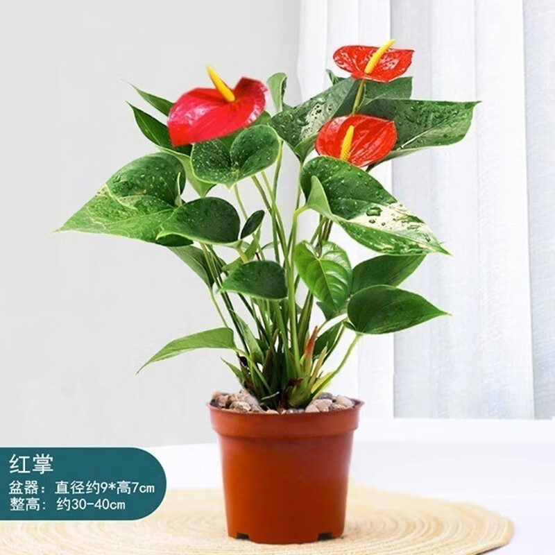 红掌盆栽一帆风顺白掌花卉植物室内好养绿植鸿运当头四季开花 【原盆】优选红掌2-3花 高约30cm-九块九专栏-全利兔-实时优惠快报