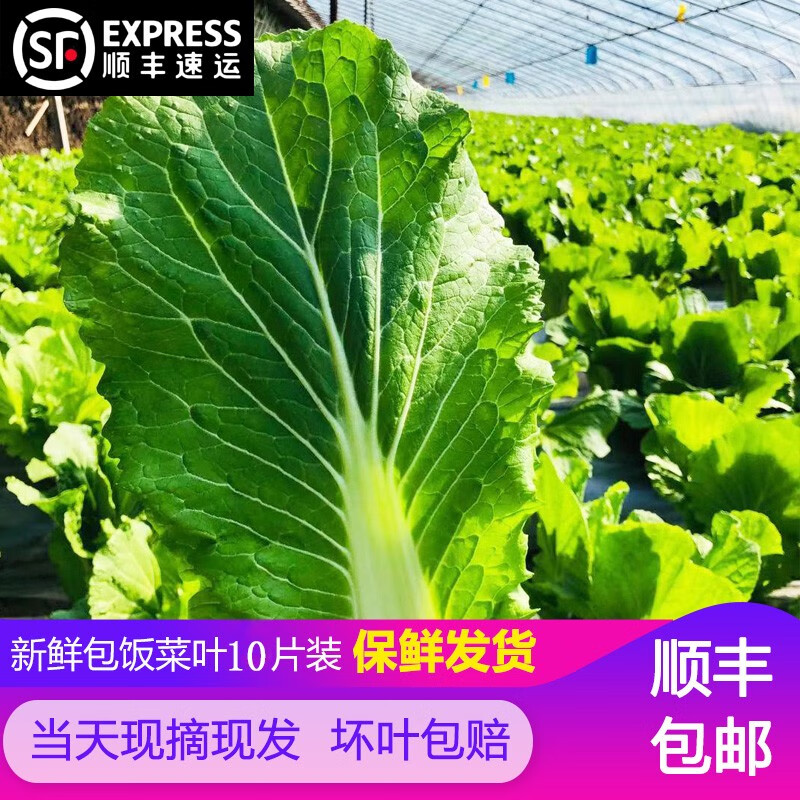 (顺丰 新鲜东北大白菜叶子 饭包 大饭包叶新鲜蔬菜500g(约10片)