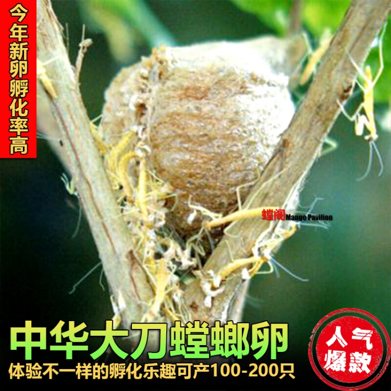 oimg中华大刀螳螂卵夹螳螂籽螳螂蛋活体可孵化螳螂受精卵桑螵 买10个z