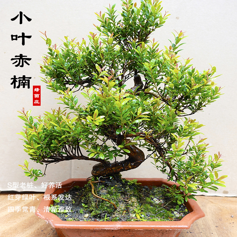 clcey名贵小叶赤楠盆景红芽室内植物树桩办公室桌面盆栽绿植四季常青