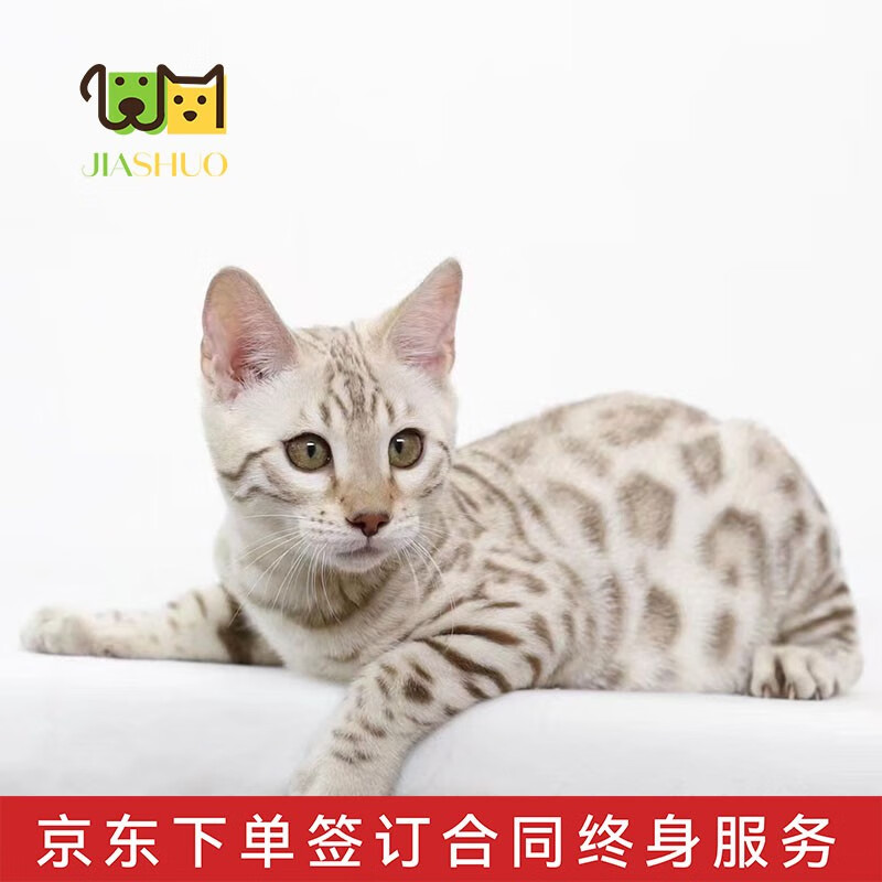 宠物猫雪银豹蟒纹短毛猫活体空心大玫瑰花纹 宠物级 【银色豹子猫】