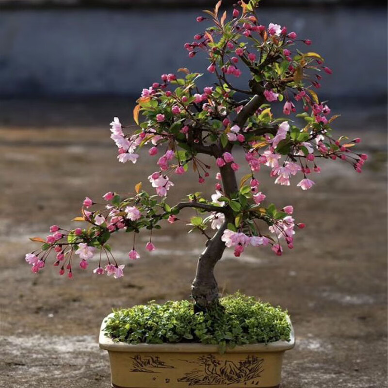 采缇垂丝海棠花盆栽树苗原生重瓣老桩盆景庭院阳台耐寒四季海棠果树苗