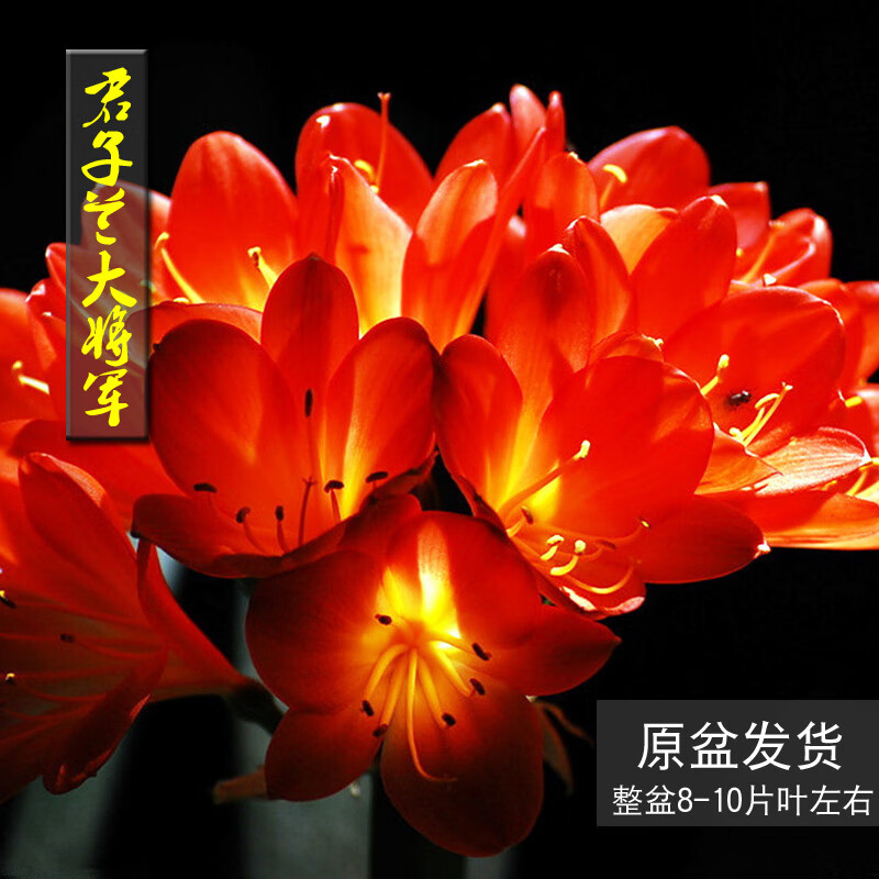 君子兰花卉盆栽植物老苗四季办公室桌面圆头圆叶原土带盆客厅绿植 大