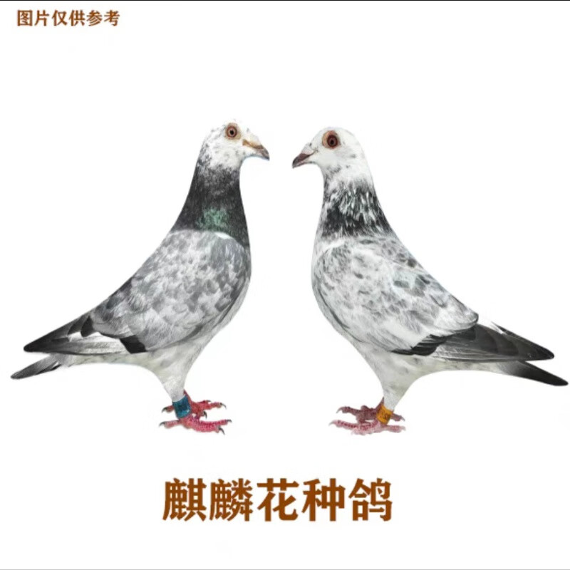 一对赛鸽成绩鸽天落包活种鸽幼鸽青年鸽肉鸽活物鸽子 麒麟花种鸽一对