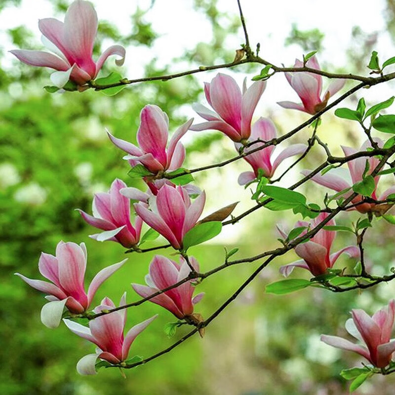 玉兰树 相关京东优惠商品价格升序排行榜 价格图片品牌优惠券 虎窝购 玉兰树 相关京东优惠商品价格升序排行榜 价格图片品牌优惠券 虎窝购