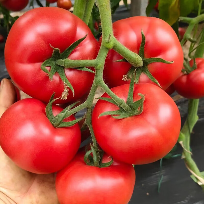 北蔬西红柿种子毛粉果沙瓤番茄水果蔬菜种子老品种 【沙瓤】粉冠大