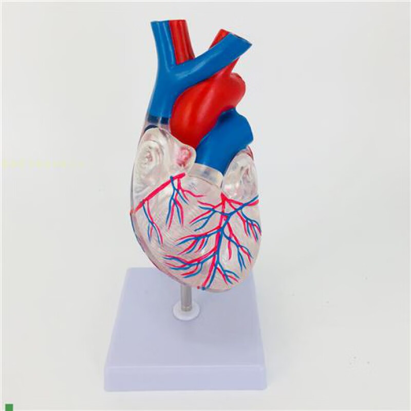 心脏模型制作过程图片图片