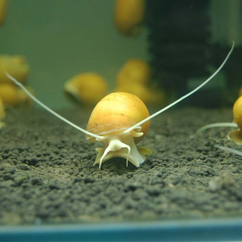 怎么看京东水族活体商品历史价格|水族活体价格历史