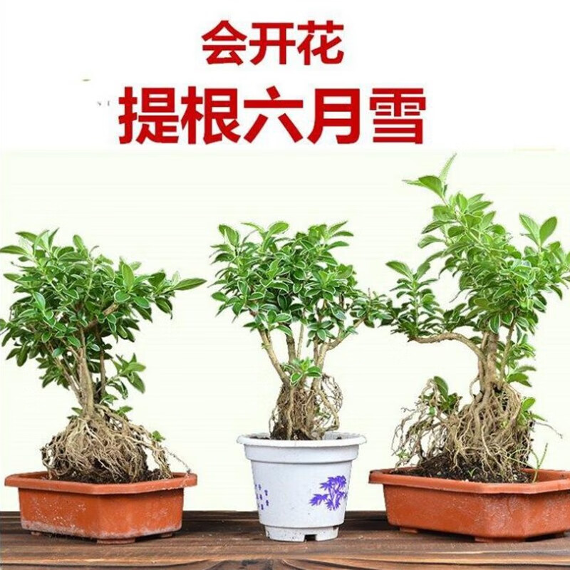 ��΢ �������ѩ���� �辰�������ѩ�辰�����ǻ�����ѩС���Ի���������ֲ�칫��������ɫֲ�� �������ѩ ����������ѩ�辰