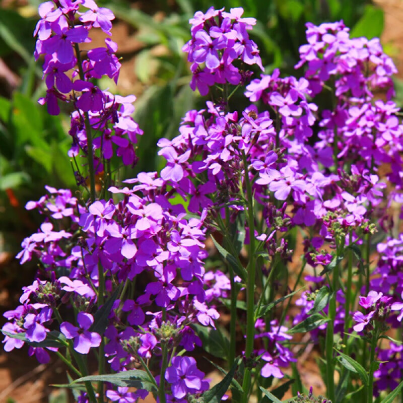 苏鲁雅卉花种子欧亚香花芥春秋播蓝香芥种子观花花卉草花种子易播易活