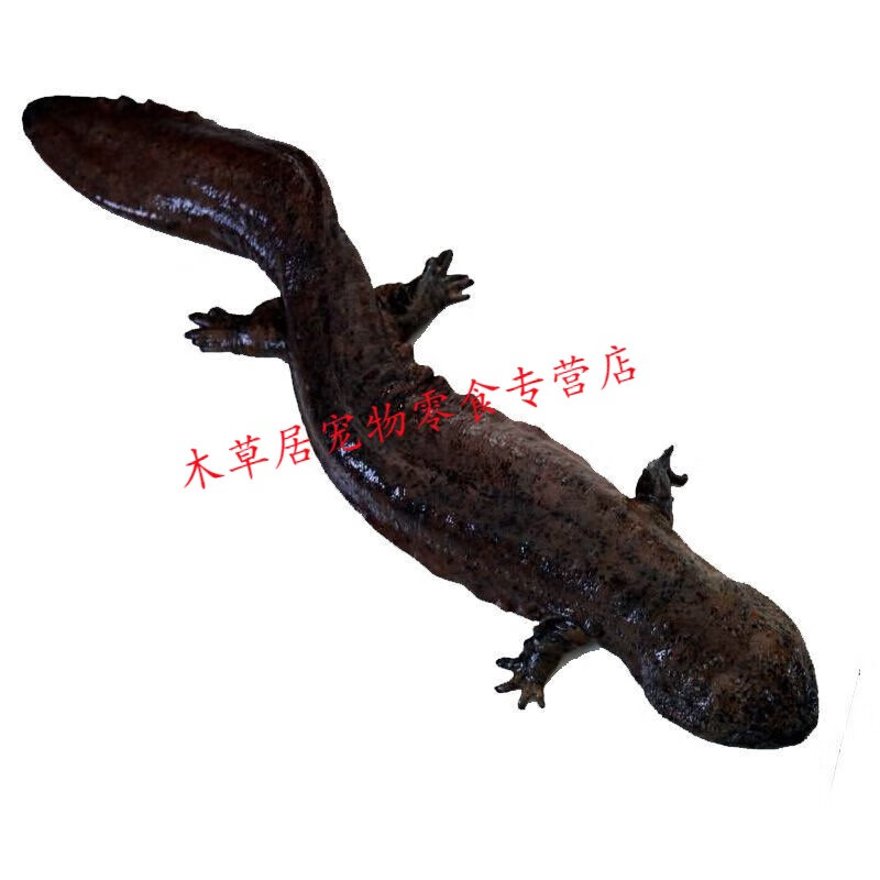 仟芸鲜活娃娃鱼包活批发鱼食用活鱼海鱼宠物苗水产淡水鱼家养 20公分