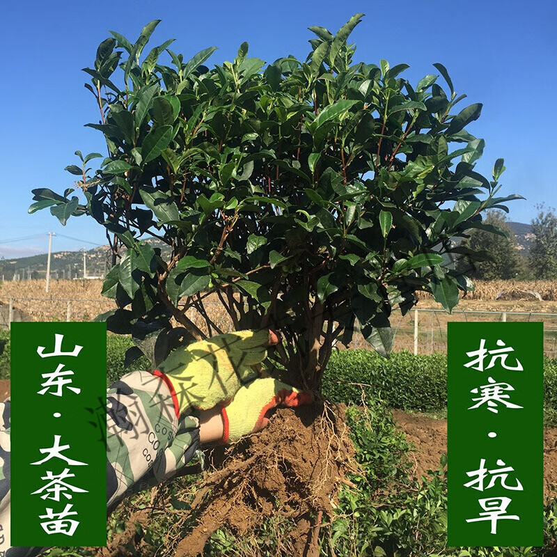 1到5年茶苗日照绿茶苗茶树苗北方种植茶叶苗绿茶苗龙井中茶树盆景 1年