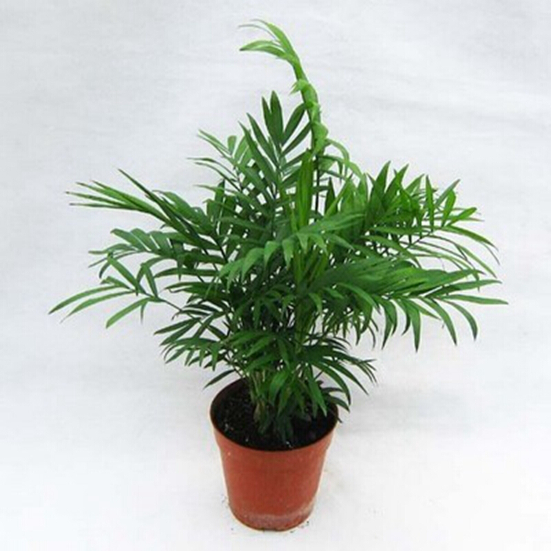 24款办公室内客厅观叶植物花卉 袖珍椰子一盆的量