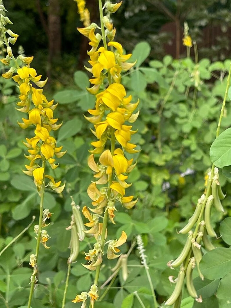 芗苒响铃草种子常用牧草种籽猪豆籽 响铃草种子一斤
