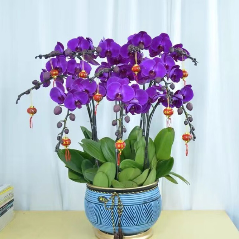 蝴蝶兰花苗带花剑盆栽兰花大苗客厅室内植物花卉四季开花好养观花