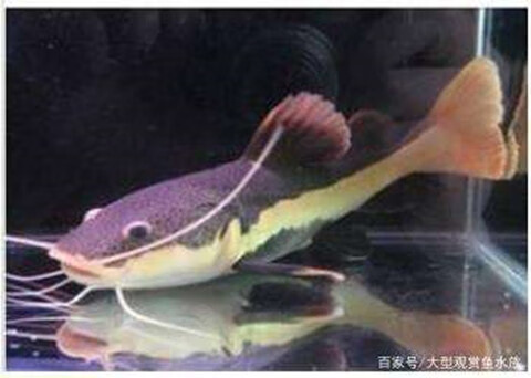 颂呵梵招财猫鱼活狗仔鲸红尾猫鸭嘴鲇鱼底层热带观赏鱼大型淡水鱼好养