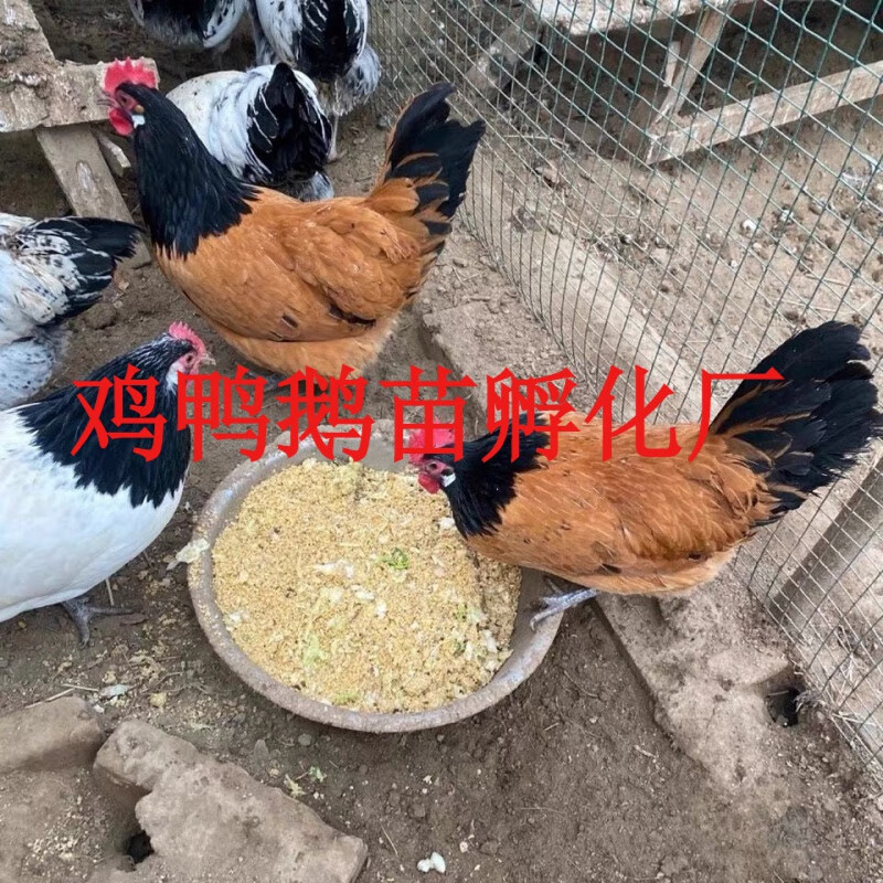 两头乌种蛋红色两头乌观赏鸡宠物鸡可孵化受精种蛋包纯种包受精率 1枚
