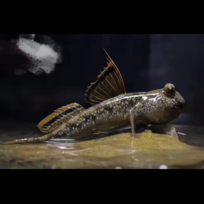 鳍鱼 相关京东优惠商品排行榜 价格图片品牌优惠券 虎窝购