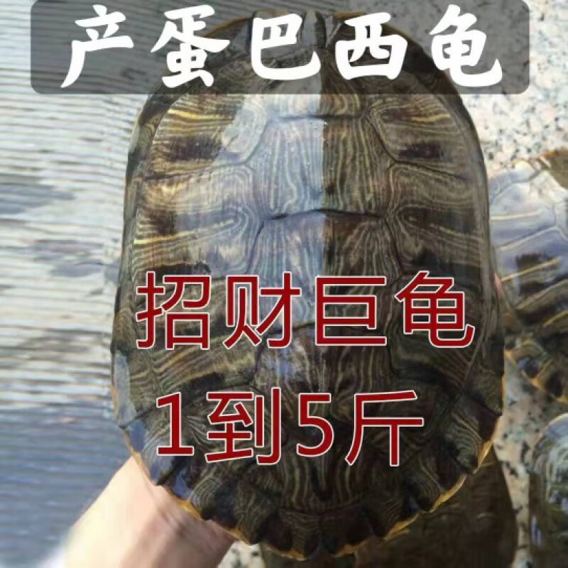 乌龟大龟特大巴西龟下蛋乌龟活物宠物龟镇宅长寿彩龟水龟外塘 颜色