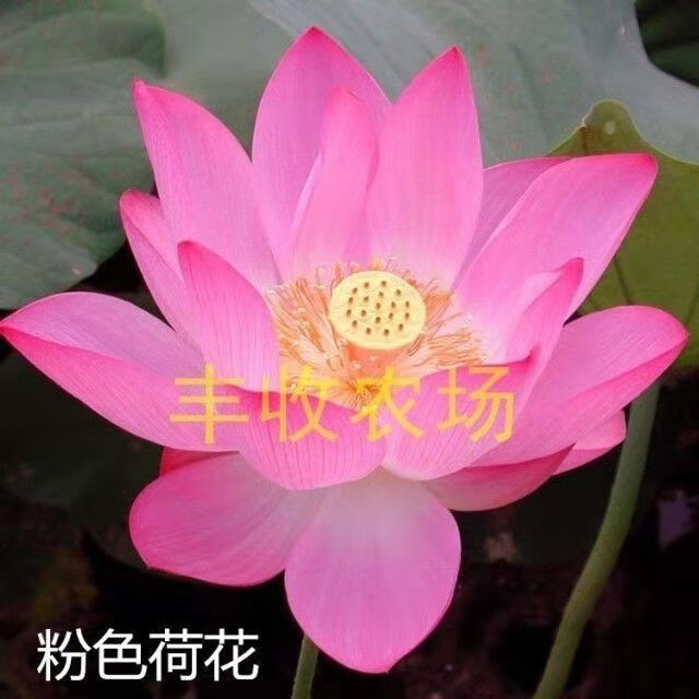 东皓 大型荷花磨盘种子高产藕产莲子籽盆栽池塘大田四