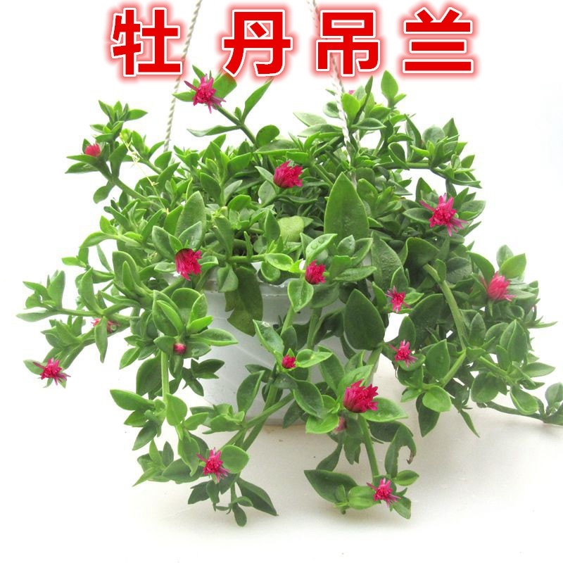 牡丹吊兰盆栽 四季开花阳台垂吊植物带花净化空气绿植 花苗盆栽 牡丹