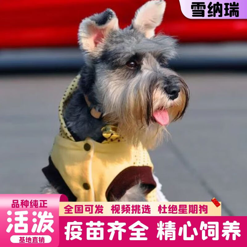 迈乐佳(maleejia)【视频选 终身售后】纯种迷你雪纳瑞活体 雪纳瑞幼犬