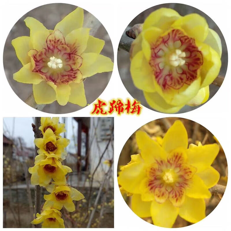 磐阙*磐阙上新腊梅虎蹄,檀香,素心盆栽花奔新品 磐阙1公分 磐阙虎蹄