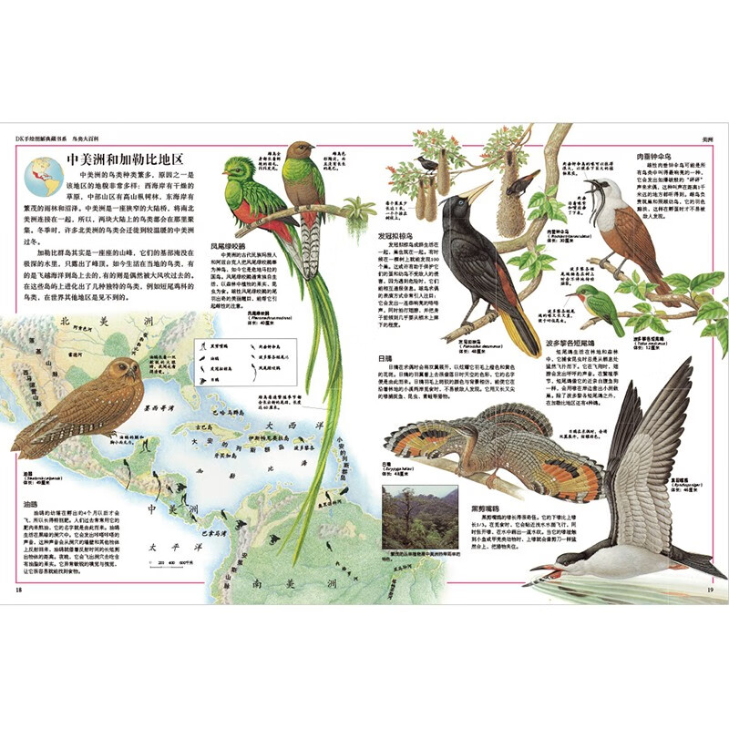 鸟类大百科(精)/DK手绘图解典藏书系详情图