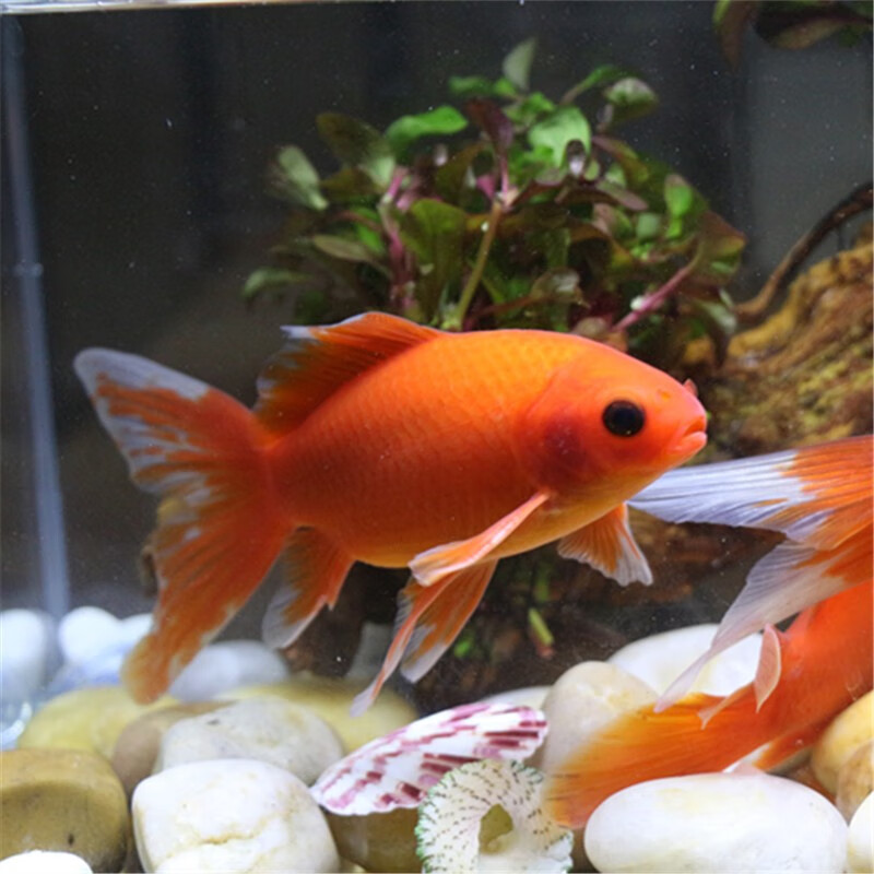 贝冠奇冷水观赏鱼红鹦鹉血鹦鹉葡萄眼黑眼金鱼冷水鹦鹉鱼活体活鱼 冷水鹦鹉4条 12-15cm