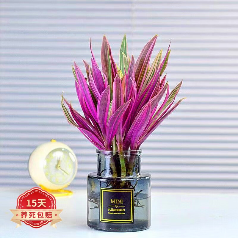 素蜜紫露兰水培土培植物紫罗兰室内盆栽吊兰花卉好养桌面办公室盆栽