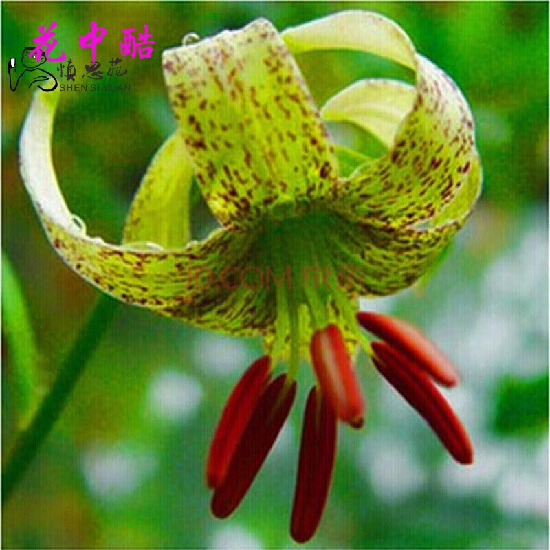 花中酷 香水百合种球百合花种子球根花卉植物盆栽绿植 绿斑