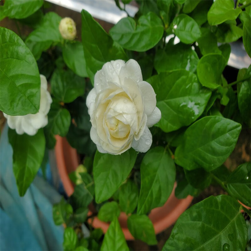 “绿之妙”品牌：品质花卉，引领价格走势！|花卉历史价格查询