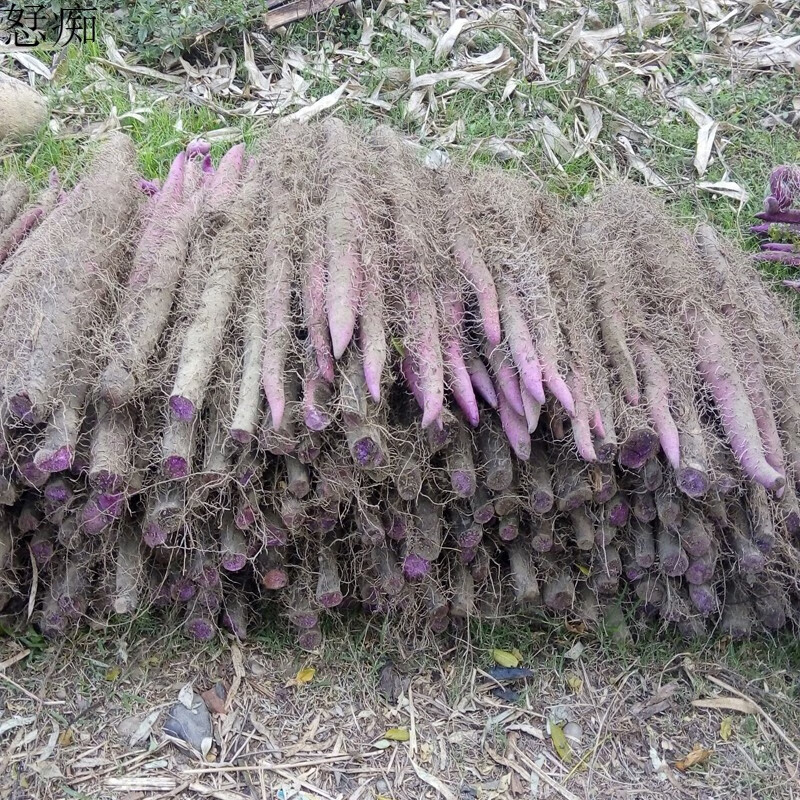 沙外秋香紫玉淮山新鲜紫色山药长山药农家紫山药新鲜蔬菜应季时令新鲜