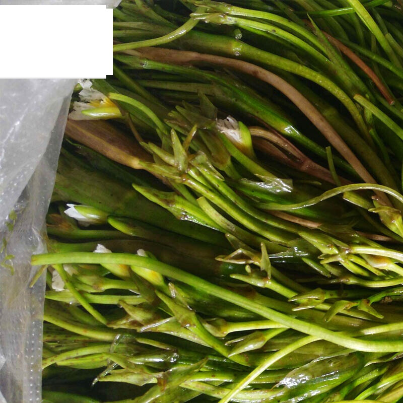 虎钢馋斤顺丰新鲜大理海菜花云南野菜大理特产洱海海菜水性杨花