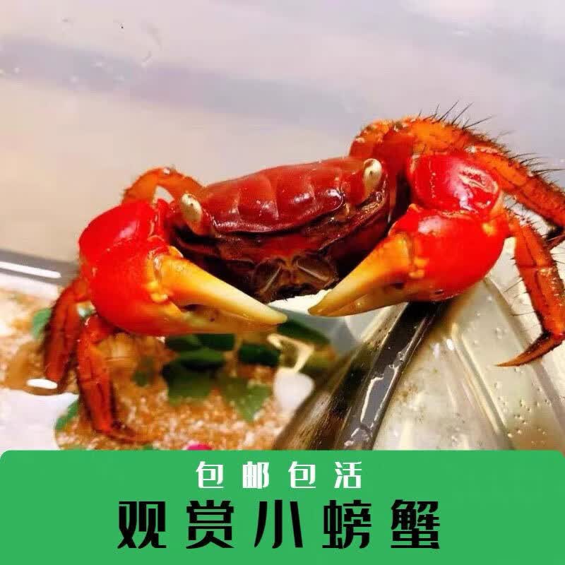 文枝迷你蟹辣椒蟹宠物观赏相守蟹淡水活体草缸可深水养殖小螃蟹除藻蟹 红鳌相守蟹4公4母送4只备损
