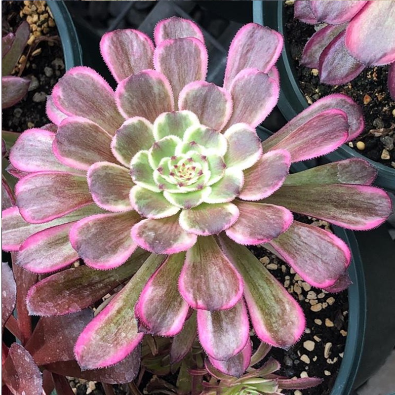 多肉植物法师红覆轮四季盆栽绿植办公室阳台组合盆栽植物花卉 红覆轮