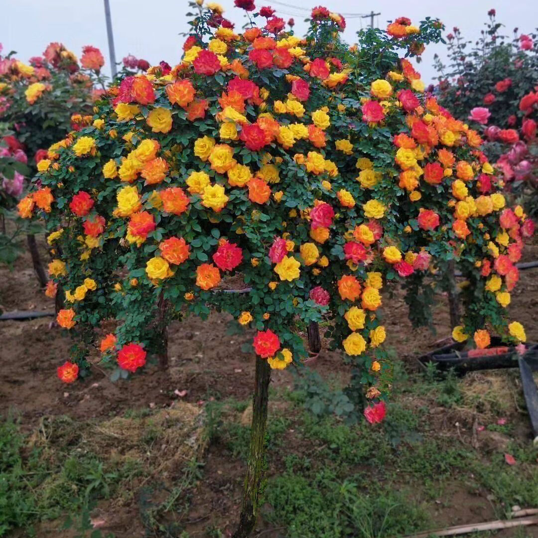 素蜜树桩月季庭院花卉阳台盆栽树桩嫁接月季花苗花大苗特 变色腾彩虹