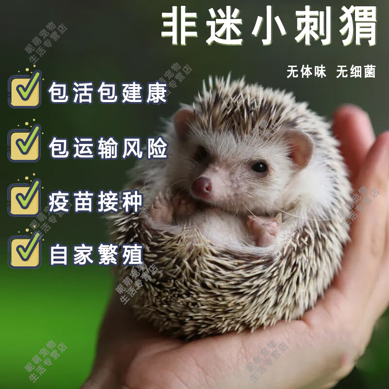 迷你刺猬活物纯种无虫打过疫苗活体家养刺猬幼崽带笼子 【顺丰】杏色