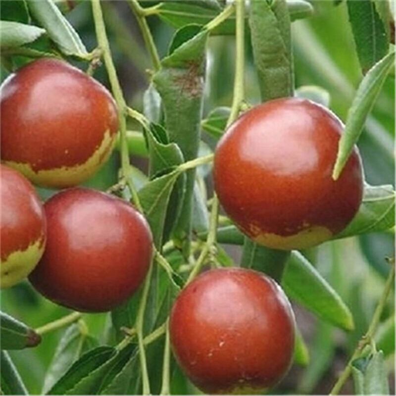 查询苗木历史价格走势|苗木价格走势