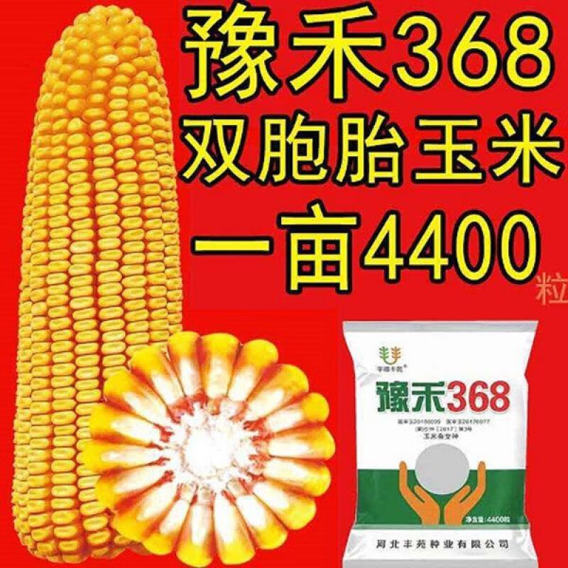 国审豫禾368矮杆高产玉米种子抗倒伏南北方批发特大包谷大棒子 国审豫