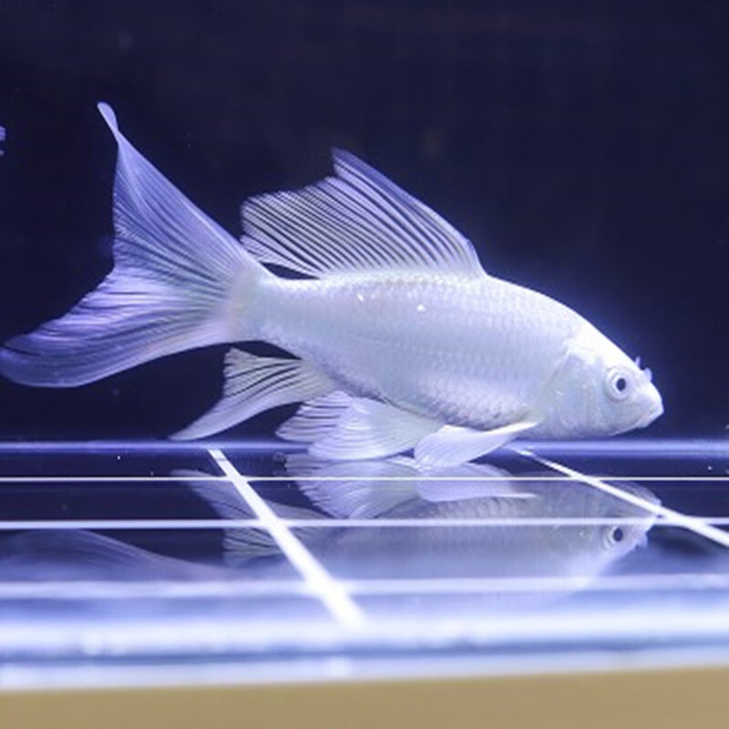 活鱼黄金龙凤长尾活体好养耐活冷水鱼活鱼观赏鱼 18-20白金龙凤1条