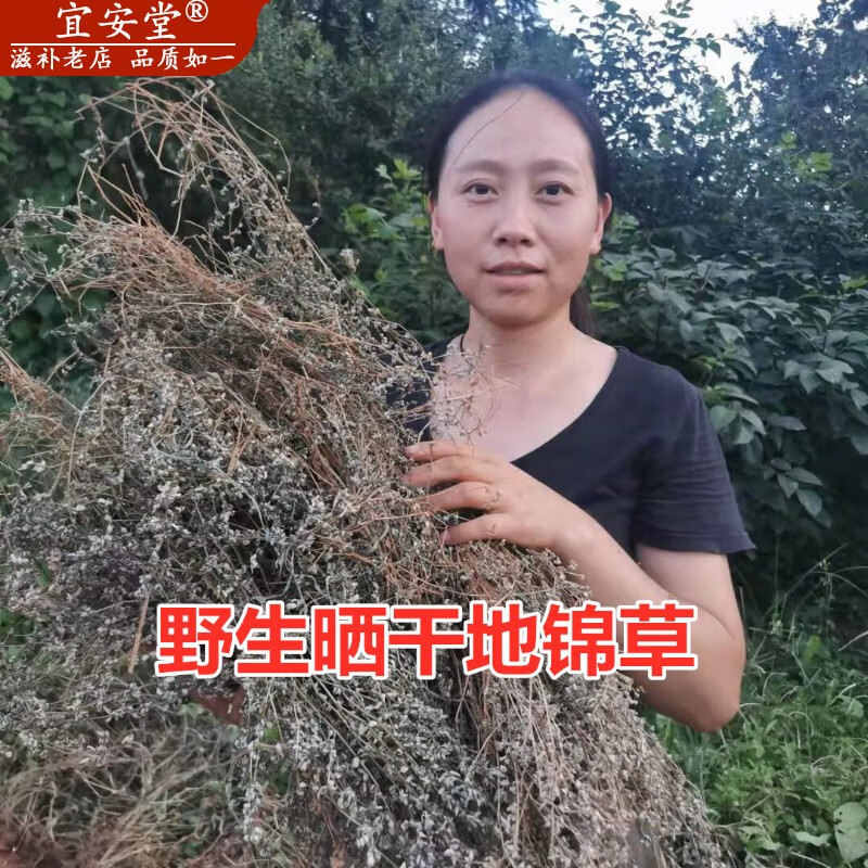 新货野生晒干地锦草 铺地草 中药材500克